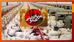  تشکیل 19 فقره پرونده تعزیراتی در خصوص گران‌فروشی مرغ زنده در شهرستان هشترود