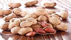 بادام آستانه اشرفیه