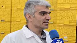 تکمیل زنجیره ارزش ماهیان سردآبی در چهارمحال و بختیاری/ اشتغال‌زایی ۱۵ هزار نفر