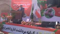 ۶۰۰ هکتار باغ انار در جلفا؛ جلوه‌ای از تلفیق کشاورزی و گردشگری در حاشیه رود ارس