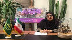 هدف‌گذاری تولید 500 تنی زعفران در برنامه هفتم پیشرفت/ ایران به‌دنبال بازارهای جدید و صادرات مستقیم «طلای سرخ» است