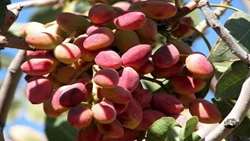 توسعه کشت پسته در زنجان/ ۴۳۳ هکتار از اراضی استان زیر کشت این محصول استراتژیک