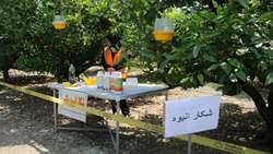 مبارزه با مگس میوه در ۲۳۵۰۰ هکتار باغ