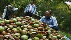 پیش‌بینی برداشت یک هزار تن گردو از باغات چالوس