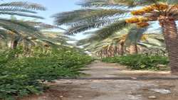 اجرای پروژه کشت بافتی خرمای مجول، گامی بلند در رونق اقتصادی منطقه 