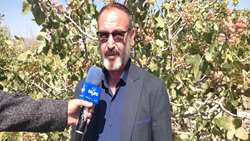 پیش‌بینی برداشت بیش از ۳۸۵۰ تن پسته تر در یامچی شهرستان مرند