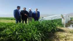 هم‌افزایی جهاد کشاورزی و پردیس تحقیقات شهرستان بروجرد برای رفع چالش های طرح‌های ترویجی تحقیقاتی