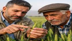 مبارزه به‌موقع با سن گندم، شرط اصلی جلوگیری از خسارت در مزارع استان آذربایجان شرقی