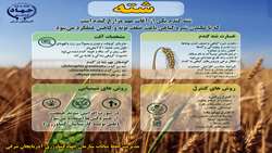 اینفوگرافی |  شته گندم
