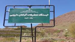 الموت قزوین؛ پیشگام در حفظ ذخایر ژنتیکی و توسعه کشت گیاهان دارویی