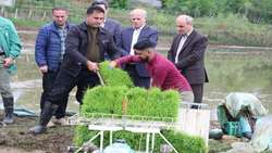 اولین نشاء مکانیزه در شهرستان شفت انجام شد