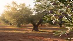 احداث ۱۵۰ هکتار باغ زیتون و انار در شهرستان گنبد کاووس