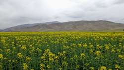کشت کلزا در شهرستان جلفا؛ گامی برای خودکفایی در تولید روغن خوراکی