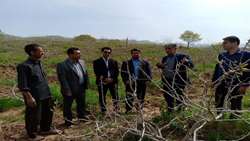 درآمدزایی در شهرستان کوهدشت با توسعه باغات اقتصادی زیتون و پسته 