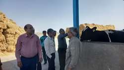 معاون تولیدات دامی یزد خواستار بررسی تجهیزات پشتیبان در واحدهای دام و طیور شد
