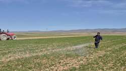 اجرای دو طرح ملی برای ارتقای بهره‌وری اراضی دیم دقزوین 