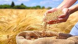 صنایع تبدیلی گندم پشتیبان امنیت غذایی است