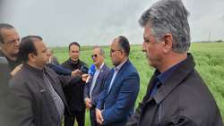  توسعه کشت کاملینا در گلستان شتاب گرفت