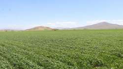 نقش موثر پایگاه نوآوری طرح پایداری تولید در پشتیبانی علمی، ترویجی و الگوسازی برای کشاورزان