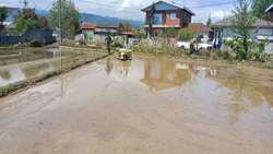 کشت مکانیزه برنج در شهرستان تالش انجام شد