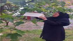 نصب تله های فرمونی جهت ردیابی آفت مگس میوه مدیترانه ای در تالش