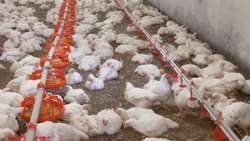توزیع ۶۰۰ تن گوشت مرغ در زابل در نخستین ماه ۱۴۰۵