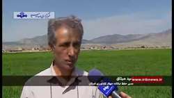 مبارزه با آفات مزارع غلات در خراسان شمالی 