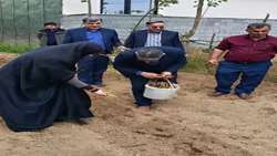 کشت نیشکر در صومعه‌سرا آغاز شد