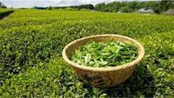 آغاز خرید تضمینی برگ سبز چای از چایکاران شمال کشور