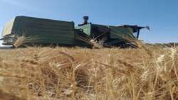 آغاز برداشت خوشه‌های گندم از مزارع شهرستان داراب