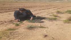 رشد آنغوزه در اراضی قدمگاه هرات نویدبخش رونق کشاورزی منطقه