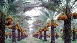 اجرای طرح جوان‌سازی در ۱۵۰۰ هکتار از نخیلات خوزستان