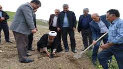 شتاب‌گیری تولید سماق در آذربایجان‌شرقی با توزیع ۲۵ هزار نهال برتر کشت‌بافتی