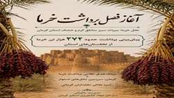 آغاز برداشت خرما در استان کرمان