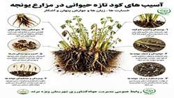  آسیب های کود تازه حیوانی در مزارع یونجه