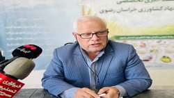  کشت بیش از ۸۴۰ هکتار آنغوزه در خراسان رضوی
