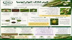  کرم غلاف خوار لوبیا