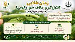 زمان طلایی کنترل کرم غلاف خوار لوبیا با حشره کش های کم خطر