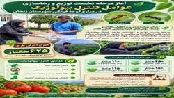 آغاز مرحله نخست توزیع و رها سازی عوامل کنترل بیولوژیکی مفید در مزارع گوجه‌فرنگی شهرستان زنجان 