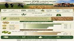 اجرای طرح PVS نخود و عدس 