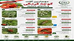 مهم‌ترین آفات گوجـه فرنــگی و راه‌های مبارزه