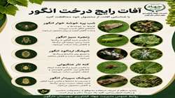 آفات رایج درخت انگور