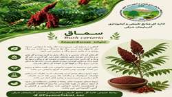  شناسنامه گیاه‌شناسی و خواص درمانی سماق