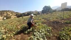 ثبت ذخایر ژنتیکی گرمک دیم کردستان برای ورود به چرخه اصلاح ارقام