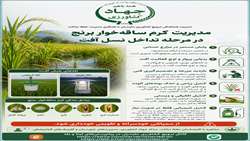 مدیریت کرم ساقه خوار برنج در مرحله تداخل نسل آفت