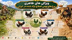 ویژگی های ظاهری مرغ های بومی اصلاح نژاد شده در ایران
