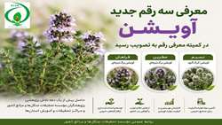 سه رقم جدید آویشن؛ دستاوردی پژوهشی سازمان تات در راستای توسعه گیاهان دارویی کشور