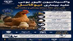 اهمیت واکسیناسیون طیور بومی علیه بیماری نیوکاسل