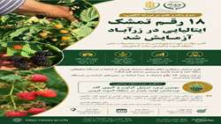  آزمایش هجده رقم تمشک ایتالیایی ،گامی موثردرتنوع سبدمحصولات باغی و افزایش درآمدکشاورزان درالموت