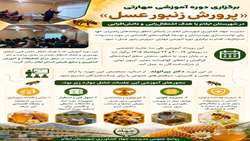 پرورش زنبور عسل با هدف اشتغال زایی و دانش افزایی در ایلام